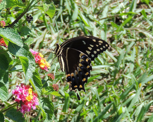 Palamedes Swallowtail