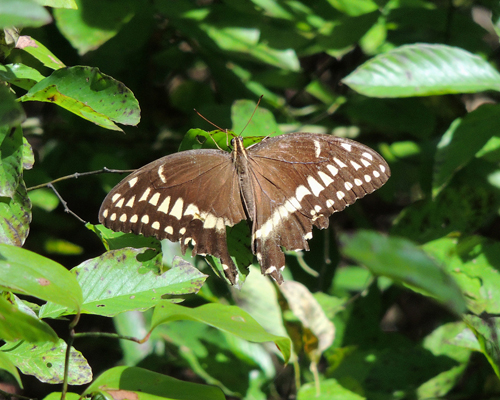 Palamedes Swallowtail