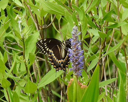 Palamedes Swallowtail