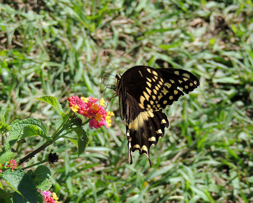 Palamedes Swallowtail