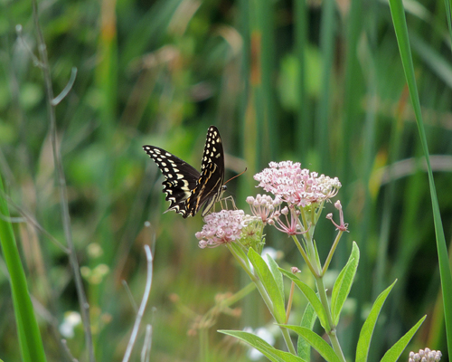 Palamedes Swallowtail