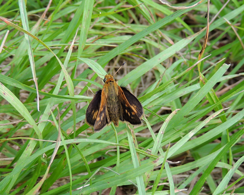 Peck's Skipper