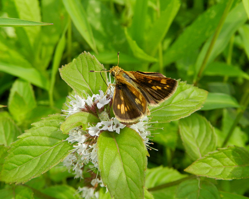 Peck's Skipper
