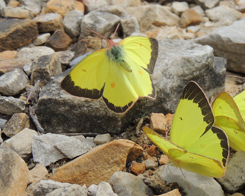 Pink-edged Sulphur