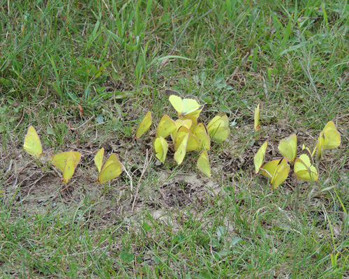 Pink-edged Sulphur