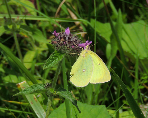 Pink-edged Sulphur