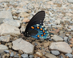 Pipevine Swallowtail