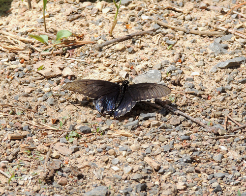 Pipevine Swallowtail
