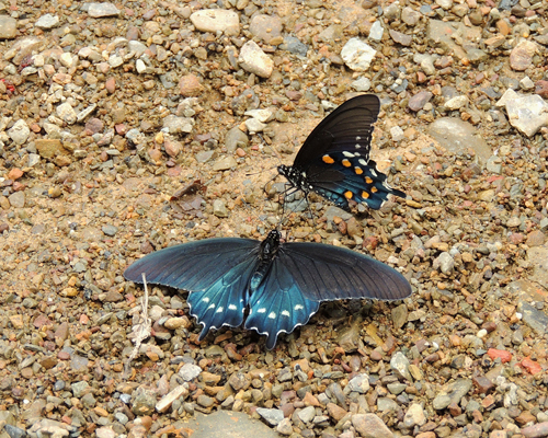 Pipevine Swallowtail