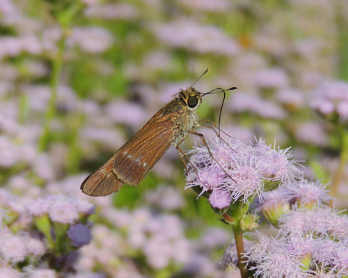 Purple-washed Skipper