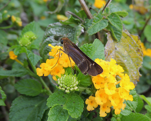 Purple-washed Skipper