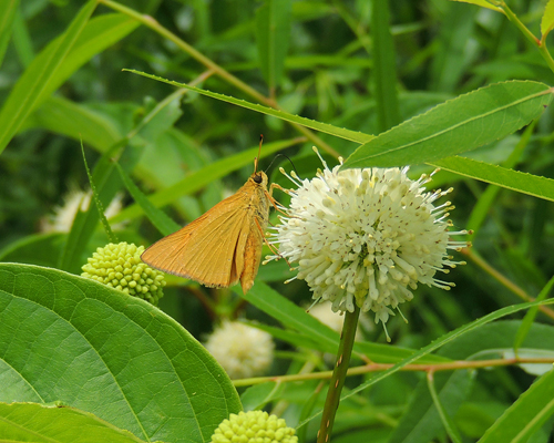 Rare Skipper