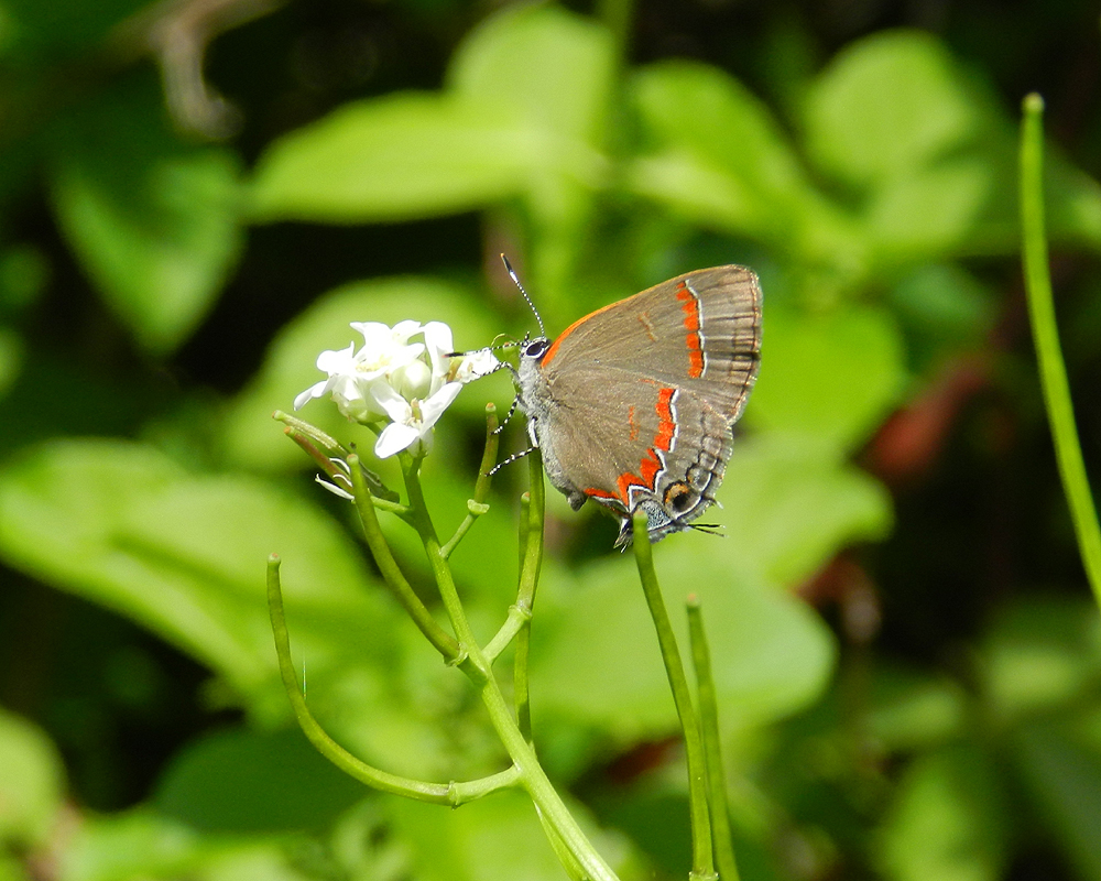 redbanded hairstreak - Calycopis cecrops (Fabricius)