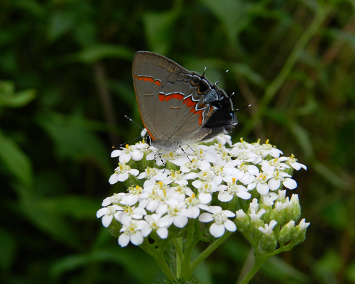 Red-banded Hairstreak