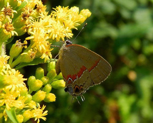 Red-banded Hairstreak