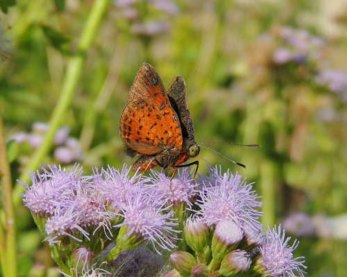 Red-bordered Metalmark
