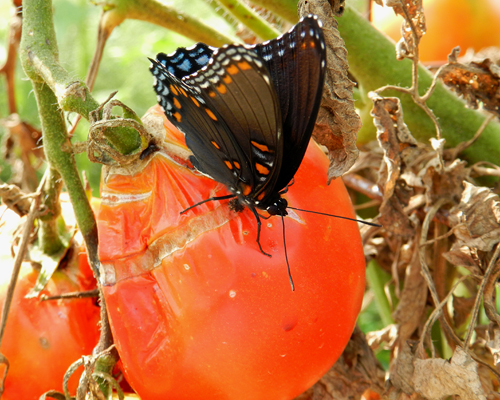 Red-spotted Purple