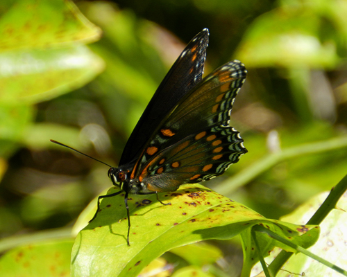 Red-spotted Purple