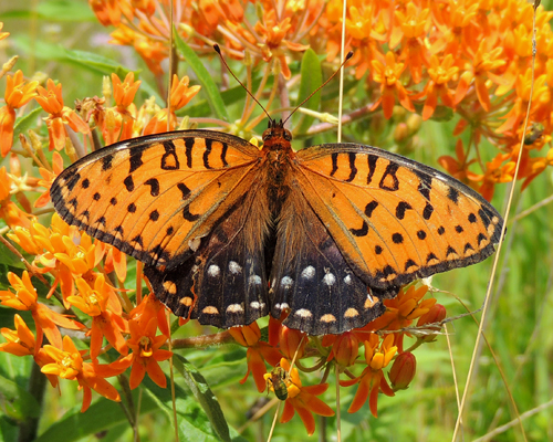 Regal Fritillary