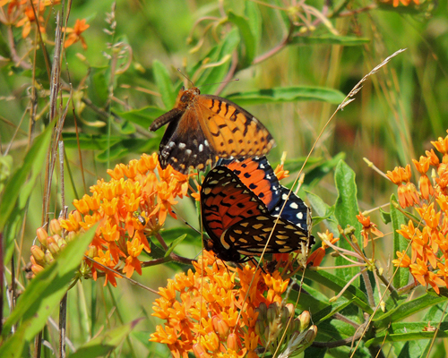 Regal Fritillary