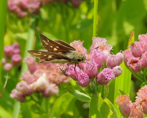 Salt Marsh Skipper