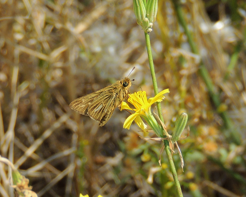 Salt Marsh Skipper