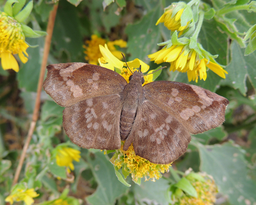 Sickle-winged Skipper
