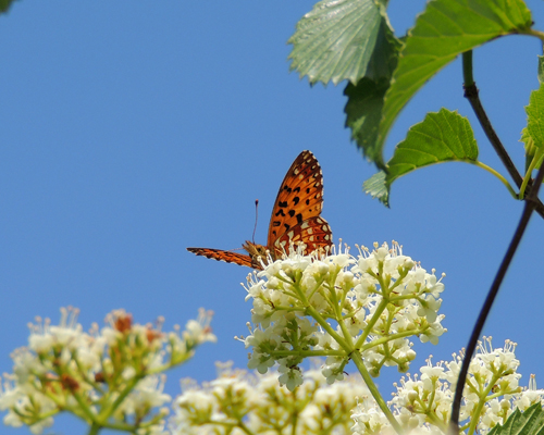 Silver-bordered Fritillary