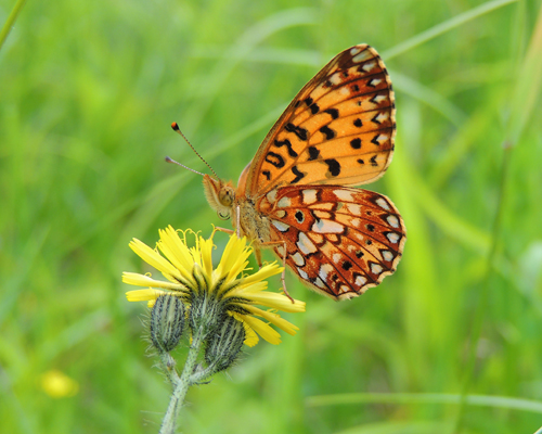 Silver-bordered Fritillary