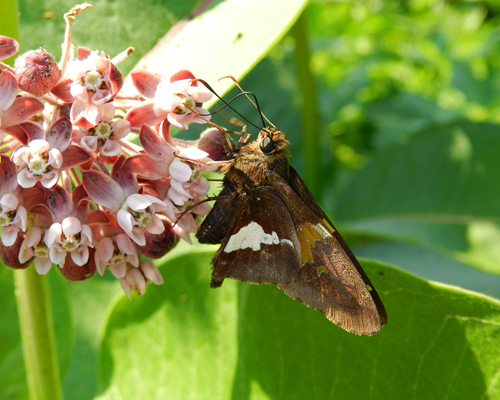 Silver-spotted Skipper