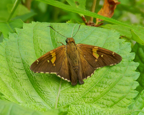 Silver-spotted Skipper