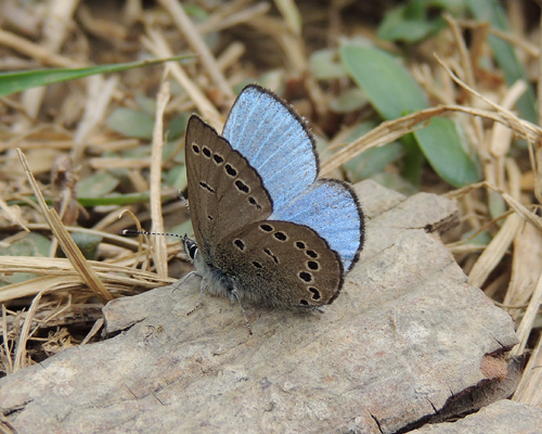 Silvery Blue
