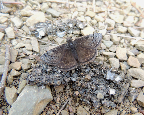 Sleepy Duskywing