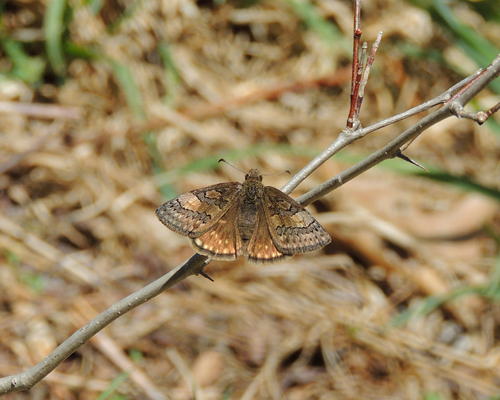 Sleepy Duskywing