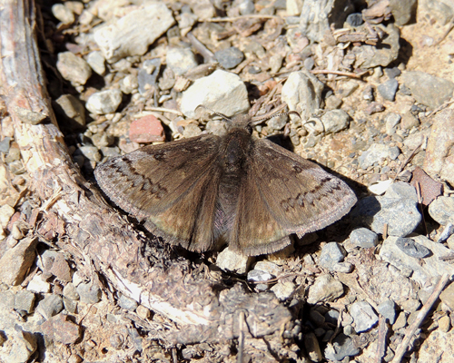 Sleepy Duskywing