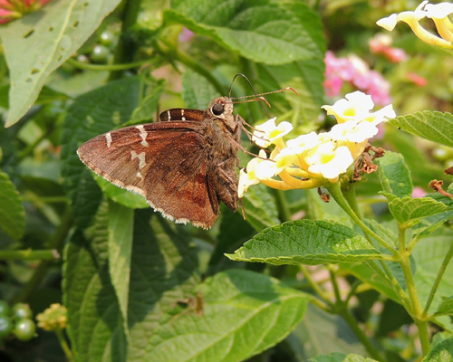Southern Cloudywing
