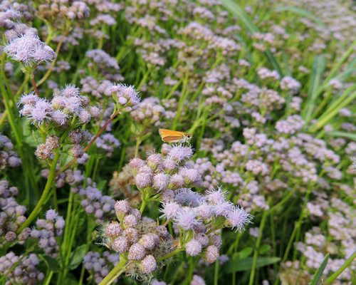Southern Skipperling