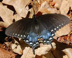 Spicebush Swallowtail