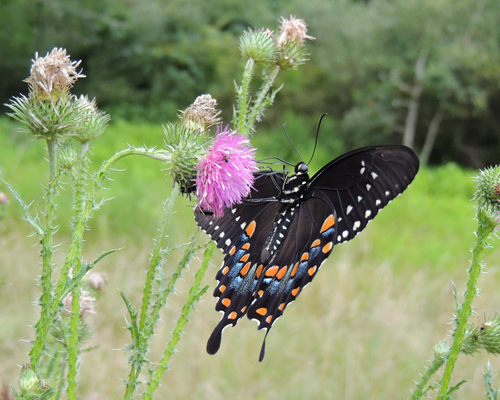 Spicebush Swallowtail