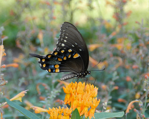 Spicebush Swallowtail