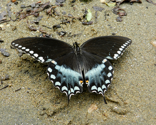 Spicebush Swallowtail