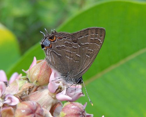 Striped Hairstreak