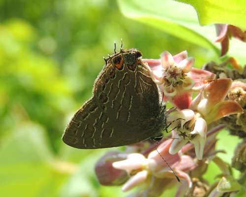 Striped Hairstreak