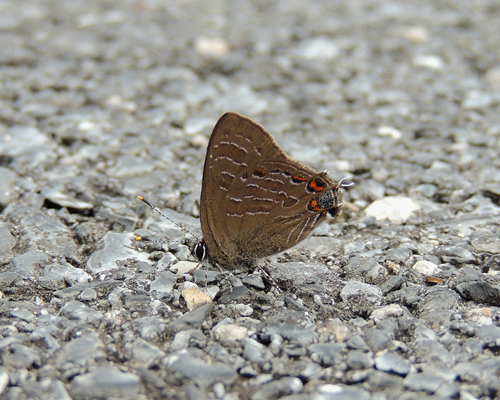 Striped Hairstreak