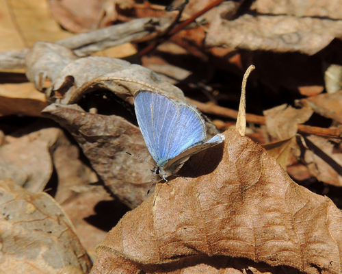 Summer Azure