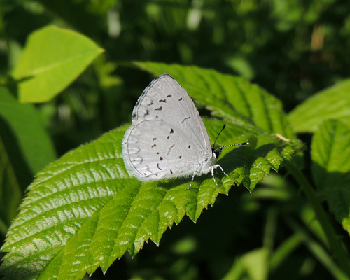 Summer Azure