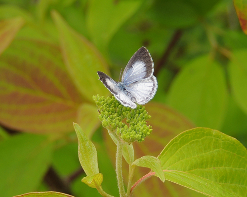 Summer Azure
