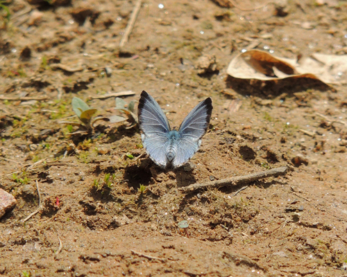 Summer Azure