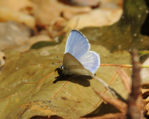 Summer Azure