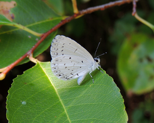 Summer Azure